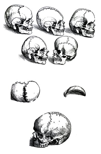 Las láminas del primer libro de De Humani Corporis Fabrica de Andreas Vesalius, (1514-1564) de Andreas Vesalius