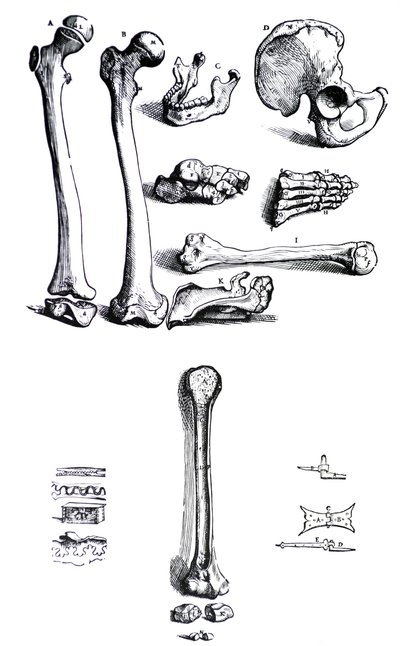 Las láminas del primer libro de De Humani Corporis Fabrica de Andreas Vesalius (1514-1564) de Andreas Vesalius