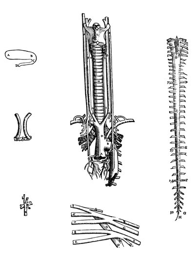 Las láminas del cuarto libro de De Humani Corporis Fabrica de Andreas Vesalius