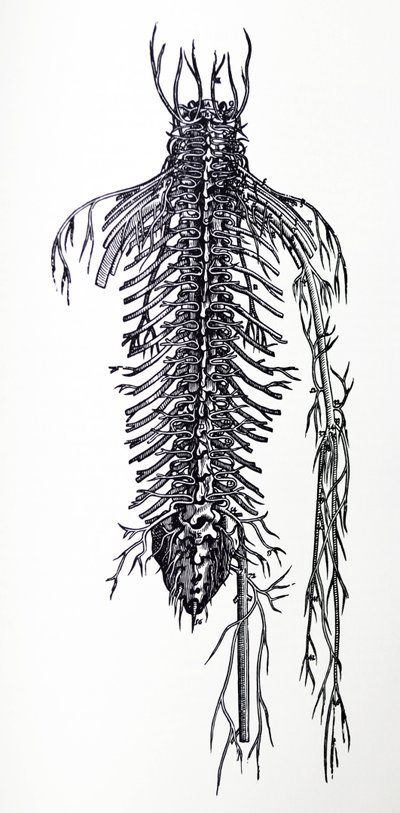 Las láminas del cuarto libro de De Humani Corporis Fabrica de Andreas Vesalius