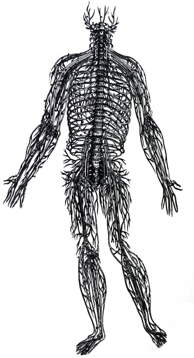 Las placas del cuarto libro de De Humani Corporis Fabrica de Andreas Vesalius