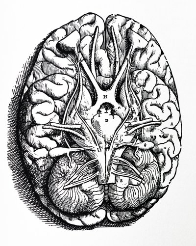 Las láminas del cuarto libro de De Humani Corporis Fabrica de Andreas Vesalius