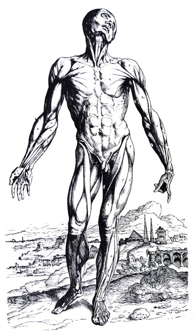Las placas del segundo libro de De Humani Corporis Fabrica de Andreas Vesalius