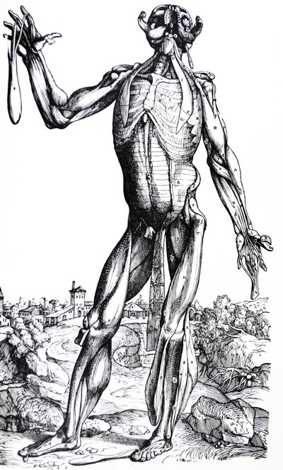 Las Placas del Segundo Libro de De Humani Corporis Fabrica de Andreas Vesalius