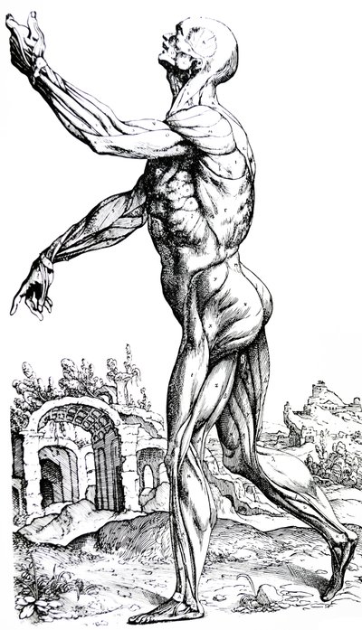Las placas del segundo libro de De Humani Corporis Fabrica de Andreas Vesalius