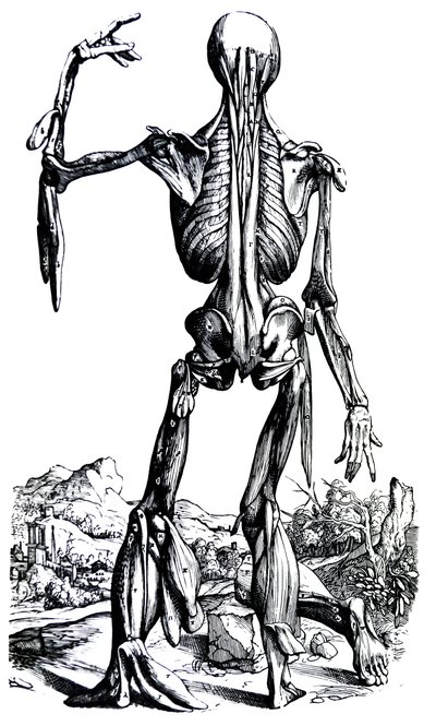Las Placas del Segundo Libro de De Humani Corporis Fabrica de Andreas Vesalius