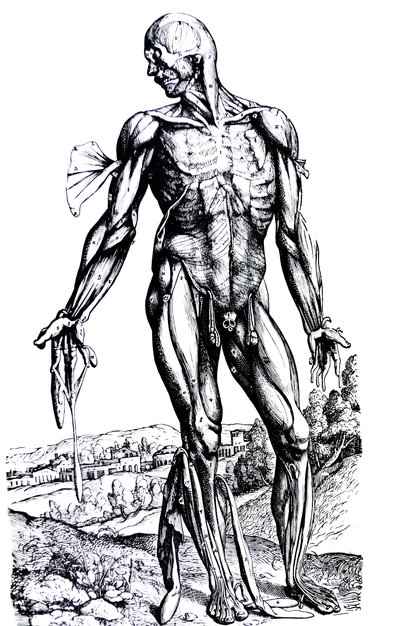 Las placas del segundo libro de De Humani Corporis Fabrica de Andreas Vesalius