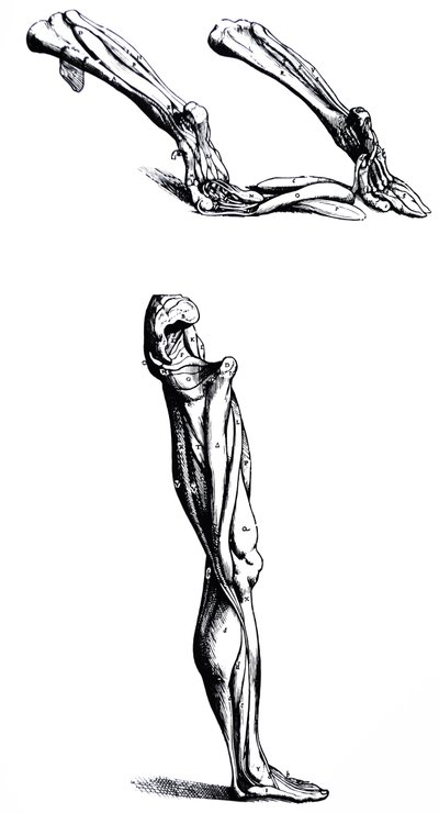 Las placas del Segundo Libro de De Humani Corporis Fabrica de Andreas Vesalius