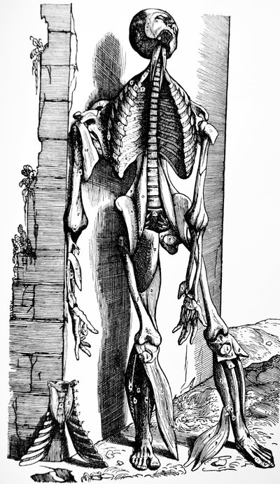 Las placas del segundo libro de De Humani Corporis Fabrica de Andreas Vesalius