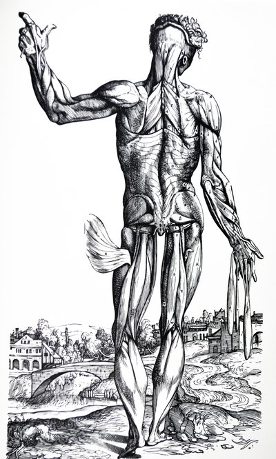 Las Placas del Segundo Libro de De Humani Corporis Fabrica de Andreas Vesalius