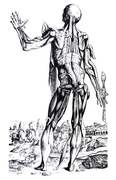 Las Placas del Segundo Libro de De Humani Corporis Fabrica de Andreas Vesalius