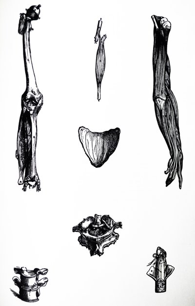 Las Placas del Segundo Libro de De Humani Corporis Fabrica de Andreas Vesalius
