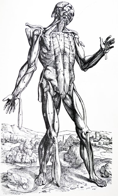 Las Placas del Segundo Libro de De Humani Corporis Fabrica de Andreas Vesalius