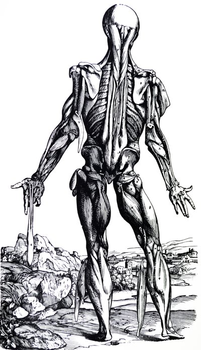 Las láminas del segundo libro de De Humani Corporis Fabrica de Andreas Vesalius