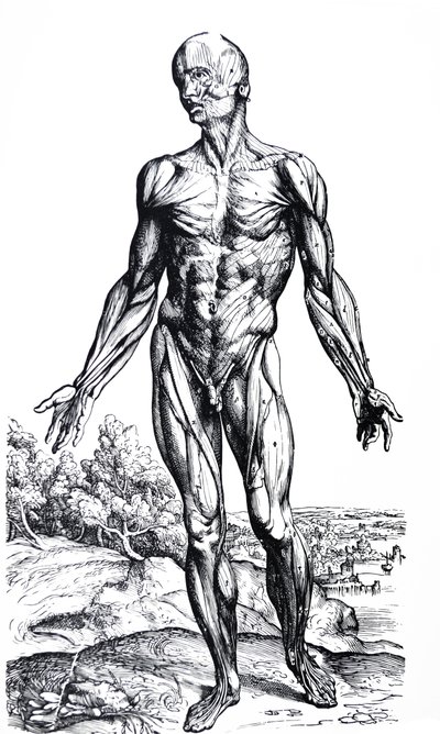 Las Placas del Segundo Libro de De Humani Corporis Fabrica de Andreas Vesalius