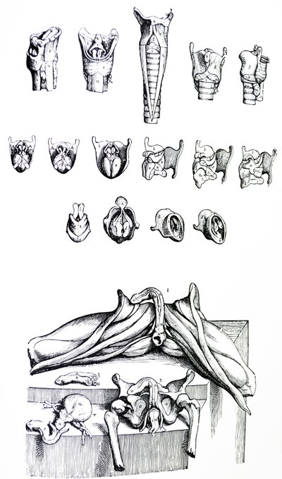 Las Placas del Segundo Libro de De Humani Corporis Fabrica de Andreas Vesalius
