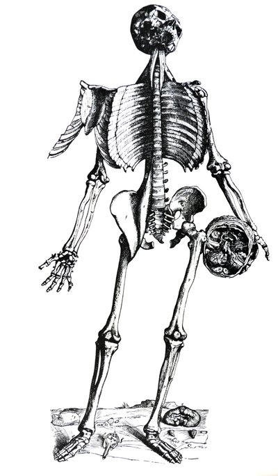 Las Placas del Séptimo Libro de De Humani Corporis Fabrica de Andreas Vesalius