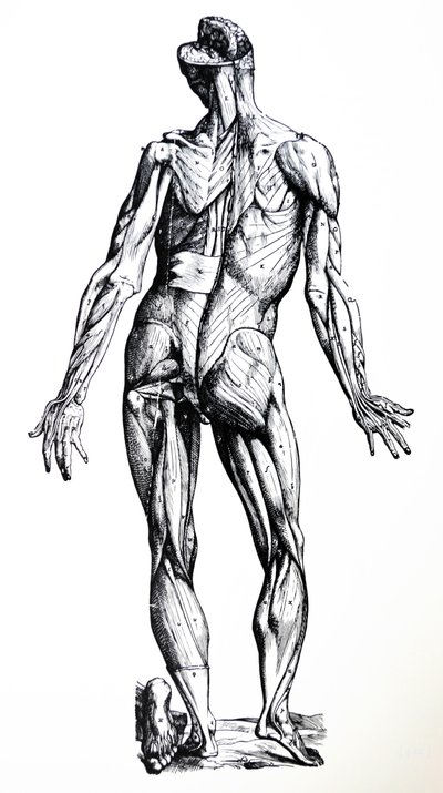 Las placas del séptimo libro de De Humani Corporis Fabrica de Andreas Vesalius