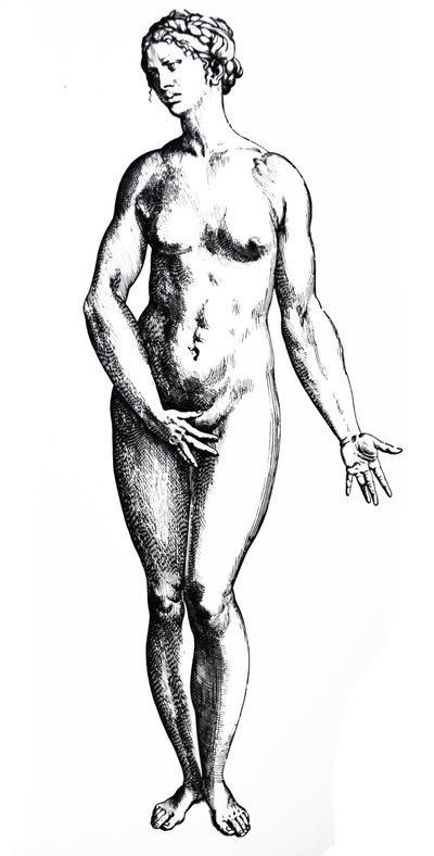Las Placas del Séptimo Libro de De Humani Corporis Fabrica de Andreas Vesalius