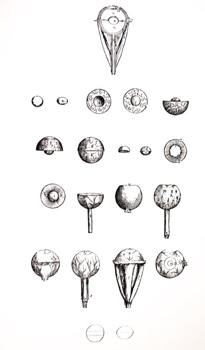 Las Placas del Séptimo Libro de De Humani Corporis Fabrica de Andreas Vesalius