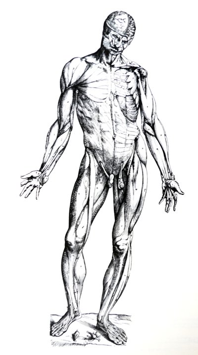 Las láminas del séptimo libro de De Humani Corporis Fabrica de Andreas Vesalius