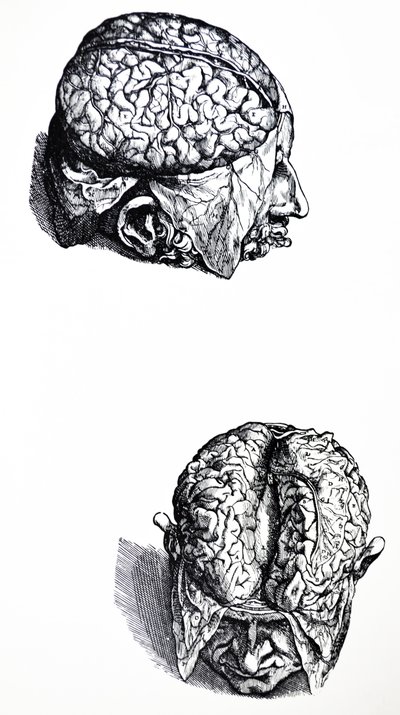 Las Placas del Séptimo Libro de De Humani Corporis Fabrica de Andreas Vesalius