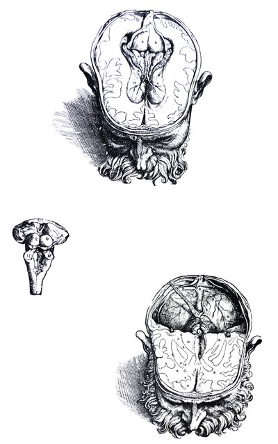 Las placas del séptimo libro de De Humani Corporis Fabrica de Andreas Vesalius