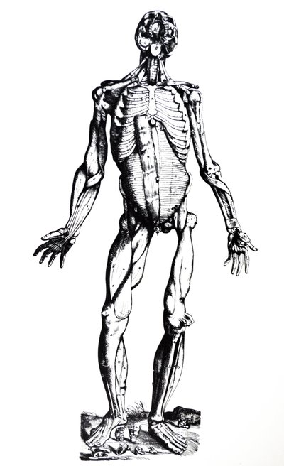 Las Placas del Séptimo Libro de De Humani Corporis Fabrica de Andreas Vesalius