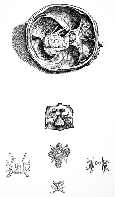 Las placas del séptimo libro de De Humani Corporis Fabrica de Andreas Vesalius