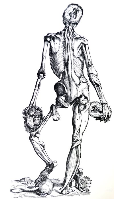 Las láminas del séptimo libro de De Humani Corporis Fabrica de Andreas Vesalius