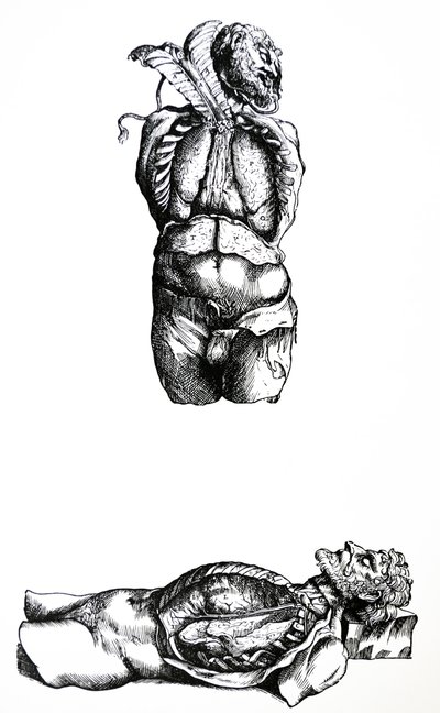 Las láminas del sexto libro de De Humani Corporis Fabrica de Andreas Vesalius