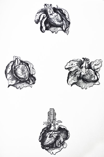 Las láminas del sexto libro de De Humani Corporis Fabrica de Andreas Vesalius