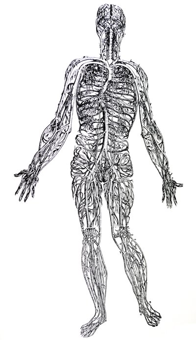 Las láminas del tercer libro de De Humani Corporis Fabrica de Andreas Vesalius