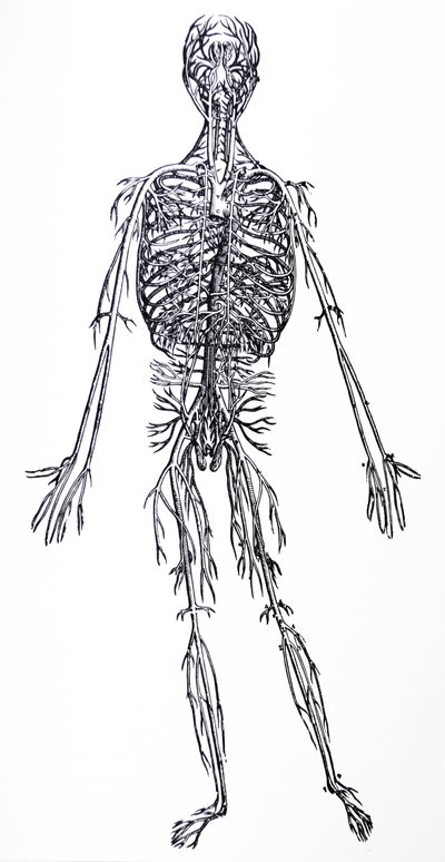 Las láminas del tercer libro de De Humani Corporis Fabrica de Andreas Vesalius