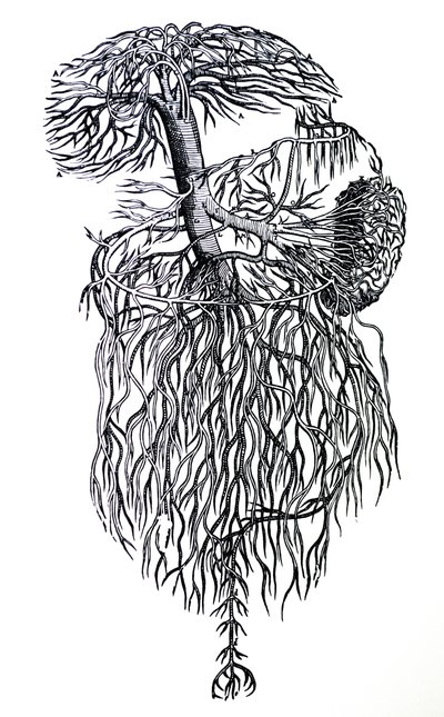 Las placas del tercer libro de De Humani Corporis Fabrica de Andreas Vesalius