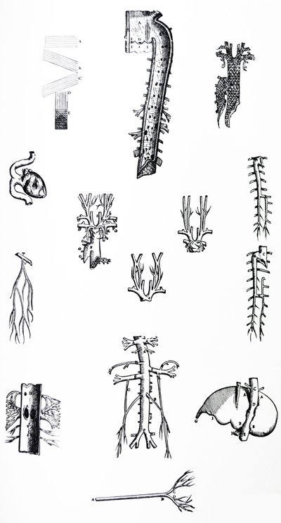 Las placas del tercer libro de De Humani Corporis Fabrica de Andreas Vesalius