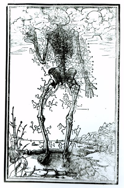 Sistema vascular del cuerpo de Andreas Vesalius