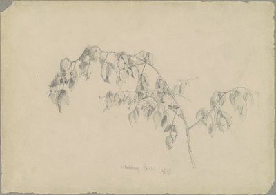 Mora de Andrew Fisher Bunner