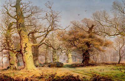 Robles en el bosque de Sherwood de Andrew MacCallum