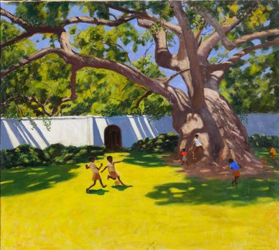 Antiguo árbol de camphor en la finca Vergelegen, Sudáfrica de Andrew Macara
