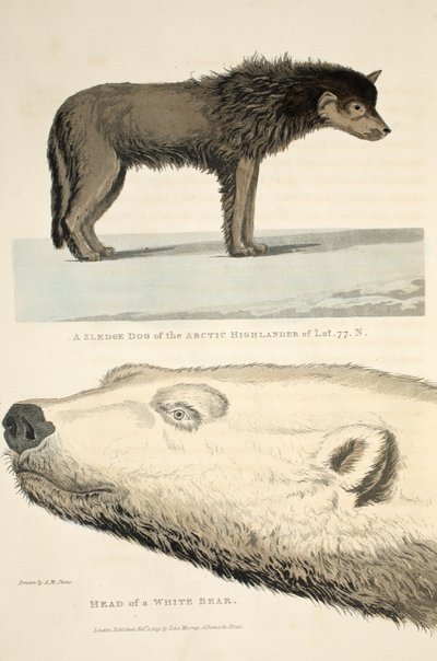 Un perro de trineo del Highlander Ártico y la cabeza de un oso blanco, ilustración de 