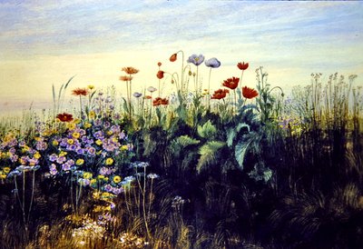 Flores silvestres de Andrew Nicholl