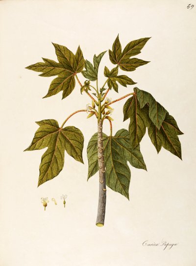 Papaya (Carica papaya), Caricaceae, árbol de invernadero cálido con hojas persistentes, cultivado por sus frutos, originario de América tropical, acuarela de Angela Rossi Bottione