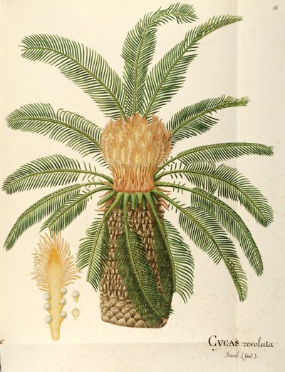 Palmera sagú (Cycas revoluta Thunb), Cycadaceae por Angela Rossi Bottione, acuarela de Angela Rossi Bottione