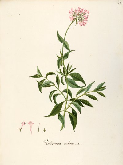 Valerianaceae, Valeriana roja (Centranthus ruber), Planta herbácea perenne para parterres o jardines rocosos, espontánea en Italia, por Angela Rossi Bottione y colaboradores, acuarela de Angela Rossi Bottione