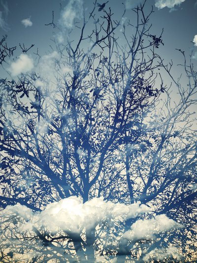 Árboles bajo un cielo azul de ensueño de Angelo Cerantola