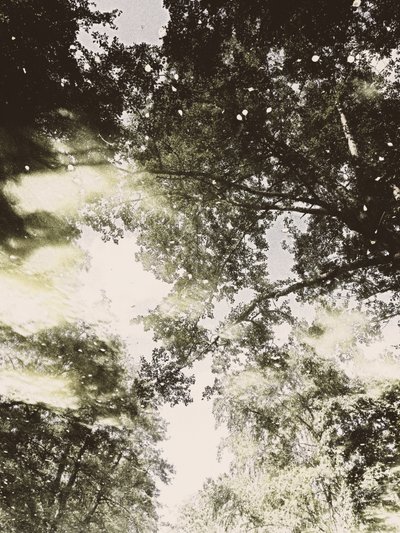 Luz del bosque de ensueño de Angelo Cerantola