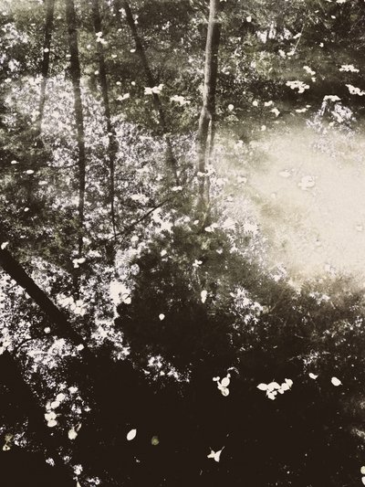 La luz del sol en el bosque etéreo de Angelo Cerantola