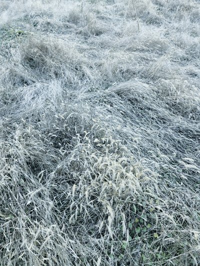 Hierba invernal cubierta de escarcha de Angelo Cerantola