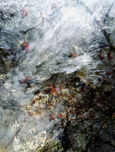 Bayas rojas congeladas de Angelo Cerantola